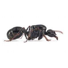Colony of Messor capitatus Free Ants Anthouse 2