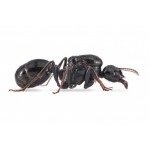 Colony of Messor capitatus Ants Free Anthouse