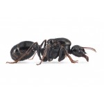 Colony of Messor capitatus Free Ants Anthouse