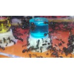 Nectar Blue Sugar (Nectar Alimenticio) Anthouse Comida