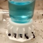 Nectar Blue Sugar (Nectar Alimenticio) Anthouse Comida