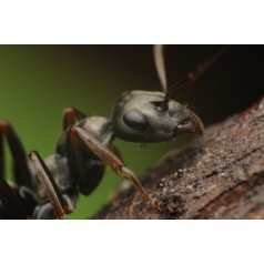 Reina Formica cinerea Anthouse Fourmis gratuites 2