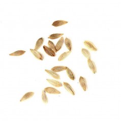 25 gr di semi di lattuga