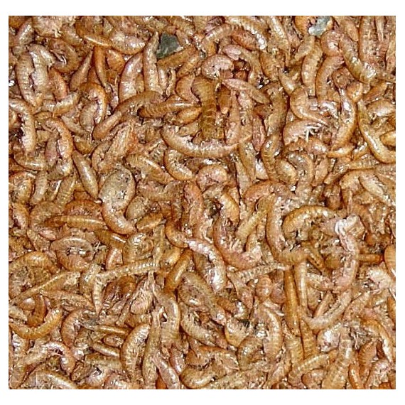 25 gr dehydrated Gammarus Food Anthouse