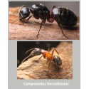 Colony of Camponotus herculeanus Ants Free