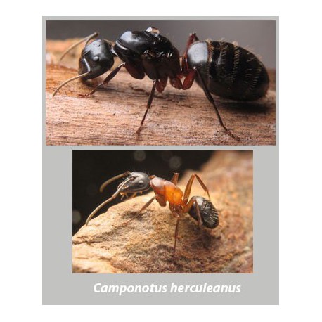 Regalo Reina de Camponotus herculeanus(Hormigas Gigantes) Free Ants