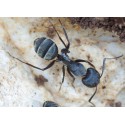 Camponotus micans- Königin (silberne Ameise) Gratis-Ameisen Anthouse