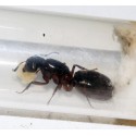 Reina Camponotus herculeanus (Hormiga Gigante)   Hormigas Gratis