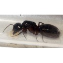 Regalo Reina de Camponotus herculeanus(Hormigas Gigantes) Ants Free