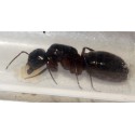 Regina Camponotus herculeanus (Formica Gigante)  Formiche gratuite