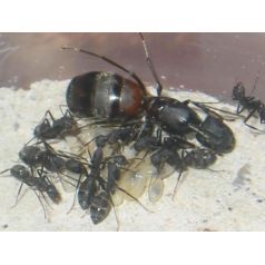 Colonie de Camponotus cruentatus Anthouse Fourmis gratuites 2
