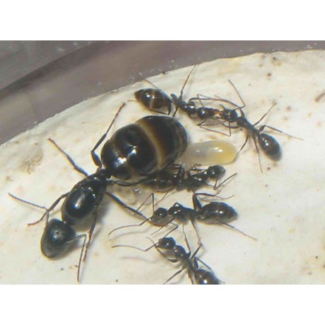 Colonia de Camponotus aethiops   Hormigas Gratis
