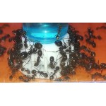 copy of Nectar Blue Sugar 50ml Anthouse Menjar
