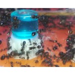 copy of Bebederos 1ml 3D para hormigas amazon españa Anthouse Otros Accesorios
