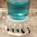 copy of Nectar Blue Sugar 50ml Anthouse Menjar