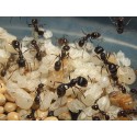Colony of Messor barbarus (suitable for beginners) Free Ants Anthouse