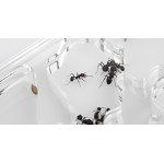 Acrylic NaturColor 20x10x1cms Mushroom Ant's Nests Anthouse