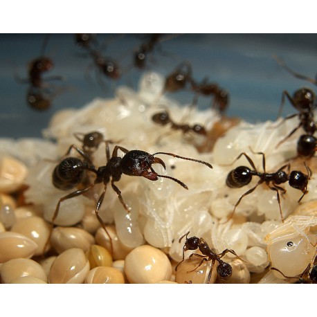 Les Fourmis Créatives Pages De Garde | Journal Actuel