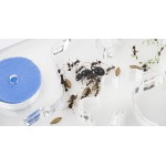 PVA Educational Kit 10x20x1.3 cm (Ants with Queen included Free) Ant's Nests Anthouse