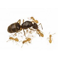 Colonia di Lasius flavus (Formica ORO) Anthouse Formiche gratuite 2