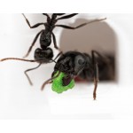 Comedero 3D - Semillero para hormigas granívoras Anthouse Otros Accesorios