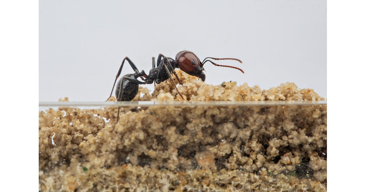 Anthouse Starter Kit Ants nests Kits Anthouse