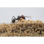 Anthouse Acrylic Starter Kit Ant's Nests Anthouse