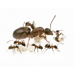 Colony of Lasius emarginatus Ants Free Anthouse