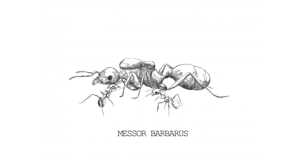 Especie de hormiga Messor barbarus - ANTCUBE