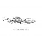 Queen of Crematogaster scutellaris Ants Free