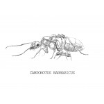 Reina de Camponotus barbaricus (con huevos) Anthouse  Hormigas Gratis