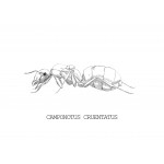 Reina de Camponotus cruentatus Anthouse  Hormigas Gratis