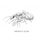 Reina de Camponotus micans (hormiga plateada) Anthouse  Hormigas Gratis