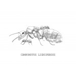 Reina Camponotus ligniperdus (la mas grande) Anthouse  Hormigas Gratis