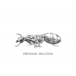 Reina de Pheidole pallidula (con huevos) Anthouse  Hormigas Gratis