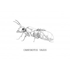 Reina de Camponotus vagus Free Ants 2