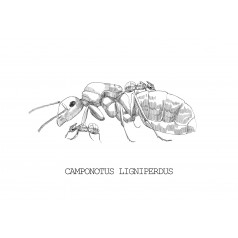 Colonie de Camponotus ligniperdus  Fourmis gratuites 2