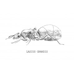Reine de Lasius grandis (avec oeufs) Anthouse Fourmis gratuites 2