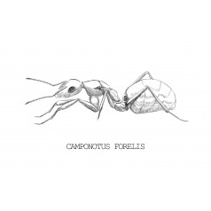 Reina de Camponotus foreli   Hormigas Gratis 2
