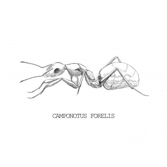 Camponotus foreli- Königin (Mit Eiern)  Gratis-Ameisen