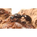 Regalo Reina de Tetramorium caespitum Ants Free