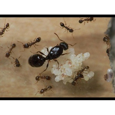 Colony of Tetramorium caespitum Ants Free