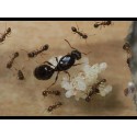 Colony of Tetramorium caespitum Free Ants