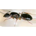 Reina de Camponotus sylvaticus con huevos Anthouse  Hormigas Gratis