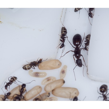 Reina de Camponotus sylvaticus con huevos Anthouse  Hormigas Gratis