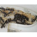 Reina de Camponotus micans (hormiga plateada) Anthouse  Hormigas Gratis