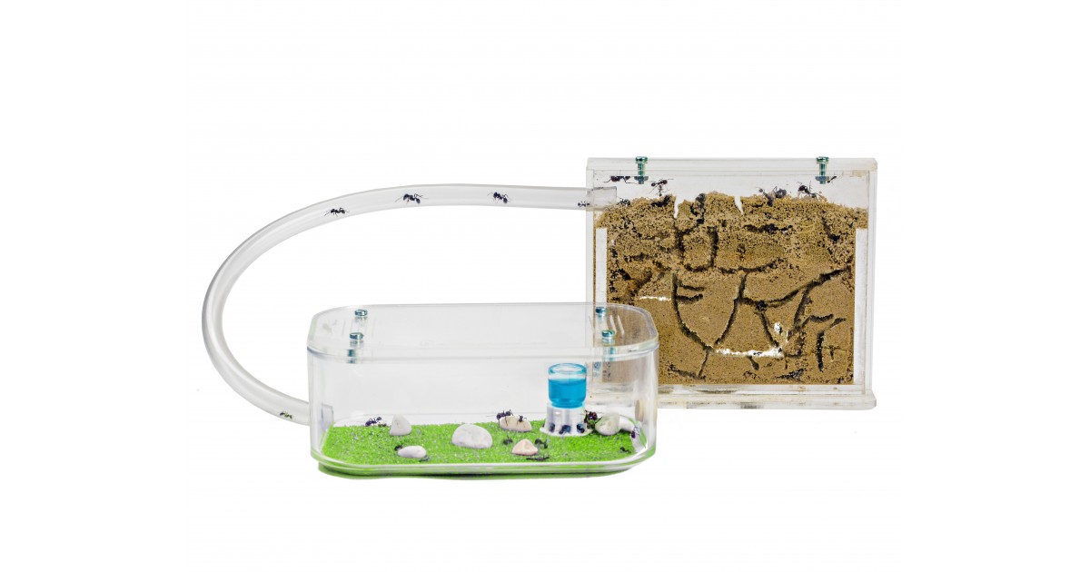 Kit de Inicio 20x10x10 cm Hormigas Incluidas AntHouse.es Hormiguero de Arena 3D Granja de Hormigas Color Azul Celeste
