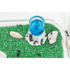 Kit AntHouse Basic- Sand-Ameisennest mit Königin und Gratis-Ameisen Anthouse Kits Ameisennester 2