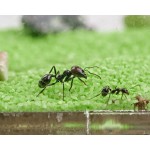 Acrylic Model T Kit BIG (25x20x1.5) Ants nests Kits Anthouse