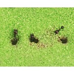 Acrylic Model T Kit (15x15x1.5) Ants nests Kits Anthouse